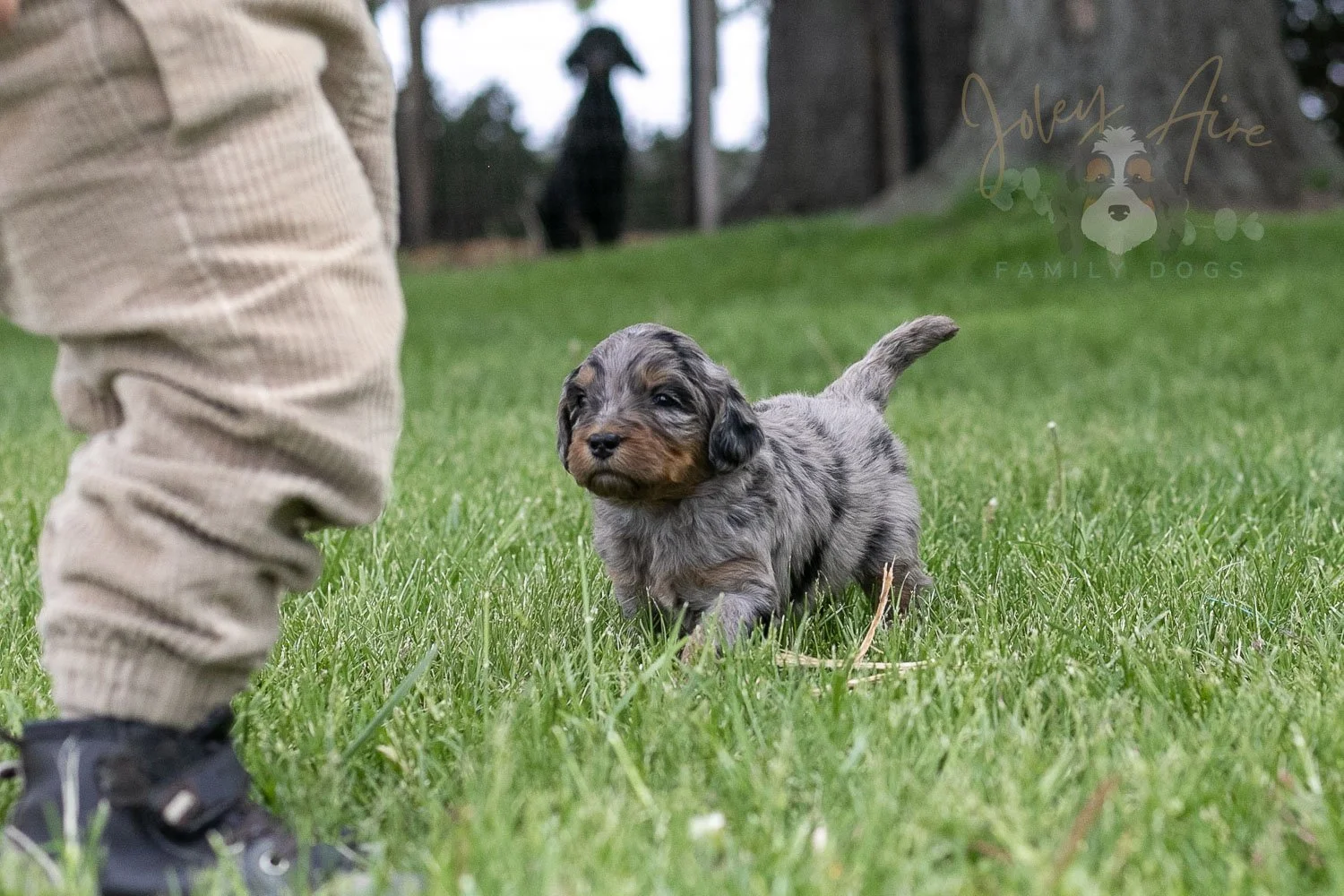 Ukelele Bernedoodle Puppy-112.jpg