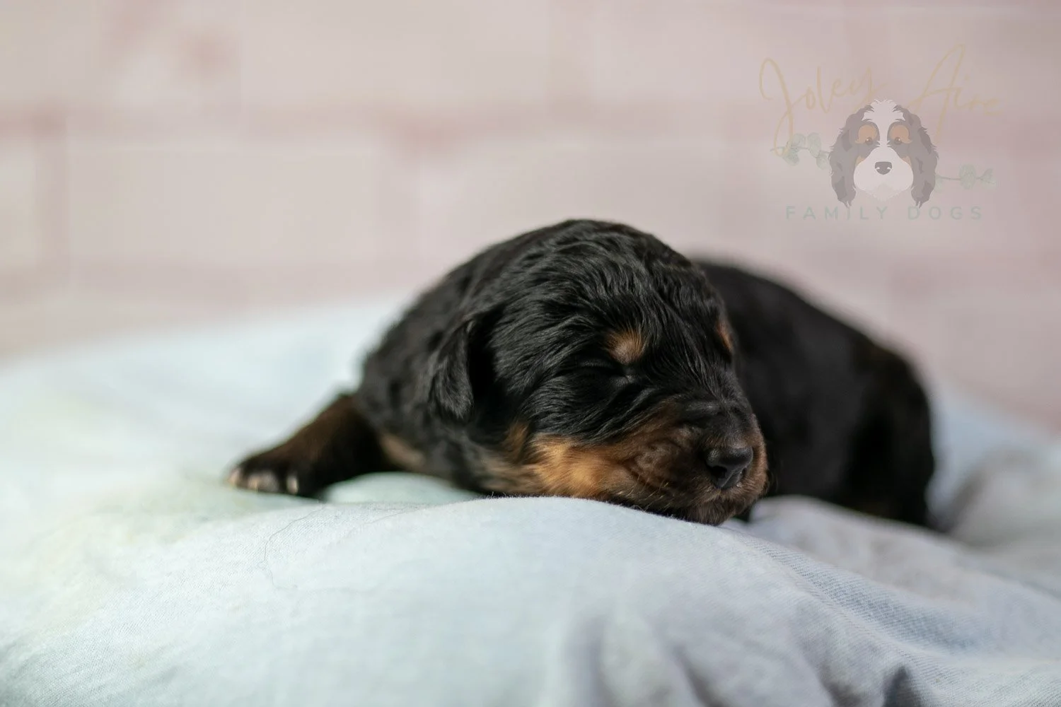 Gilbert Bernedoodle Puppy-096.jpg