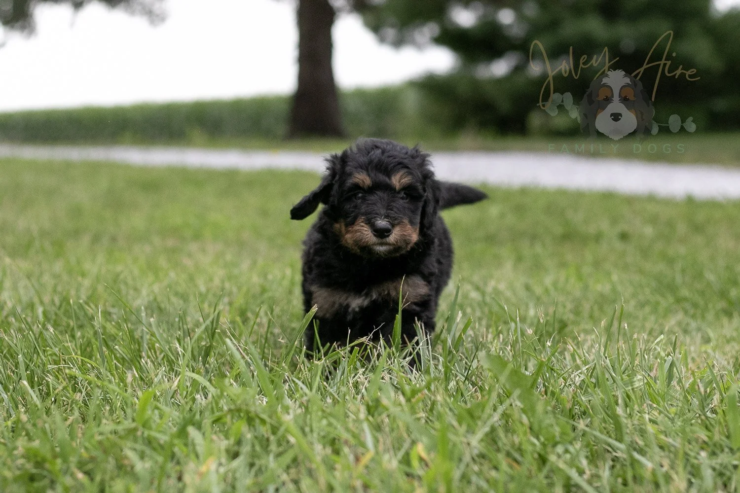 Gilbert Blythe Bernedoodle Puppy-117.jpg