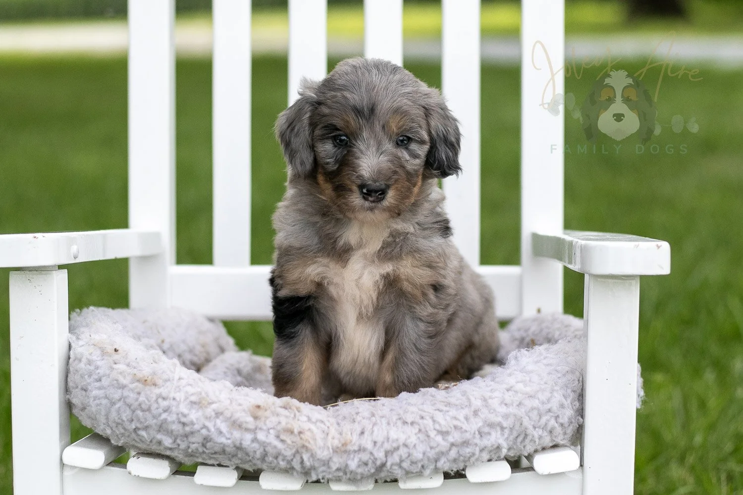 Matthew Cuthbert Bernedoodle Puppy-919.jpg