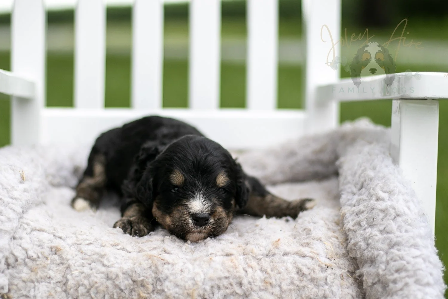 Da Vinci Bernedoodle Puppy-738.jpg