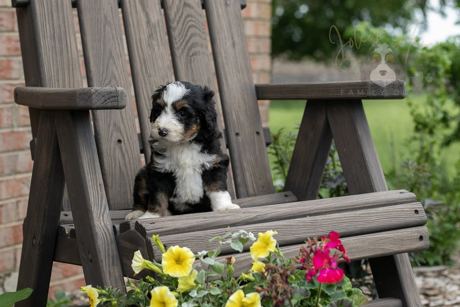 Harmonica Bernedoodle Puppy-6.jpg