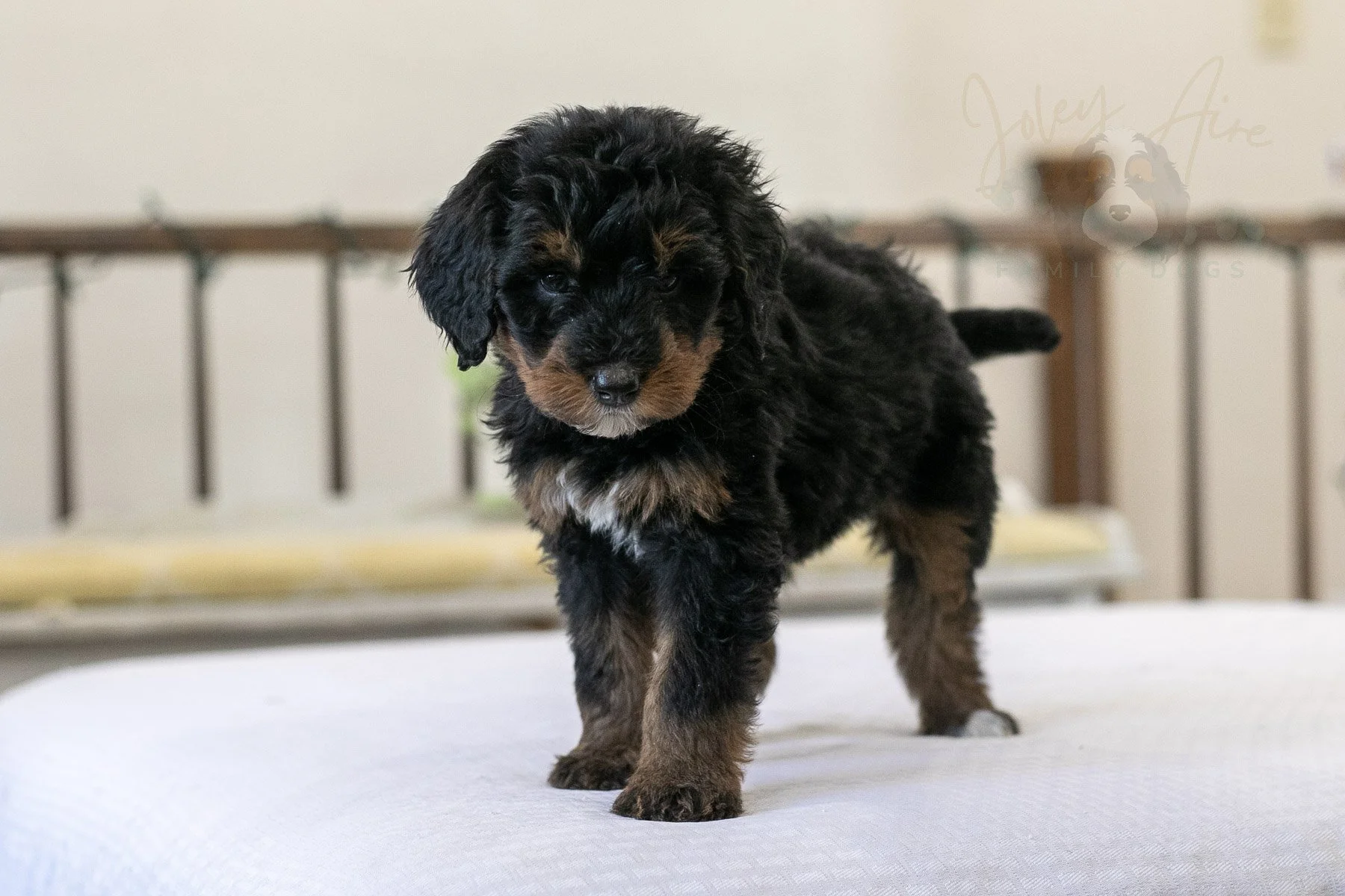 Kilimanjaro 🔴 Reserved