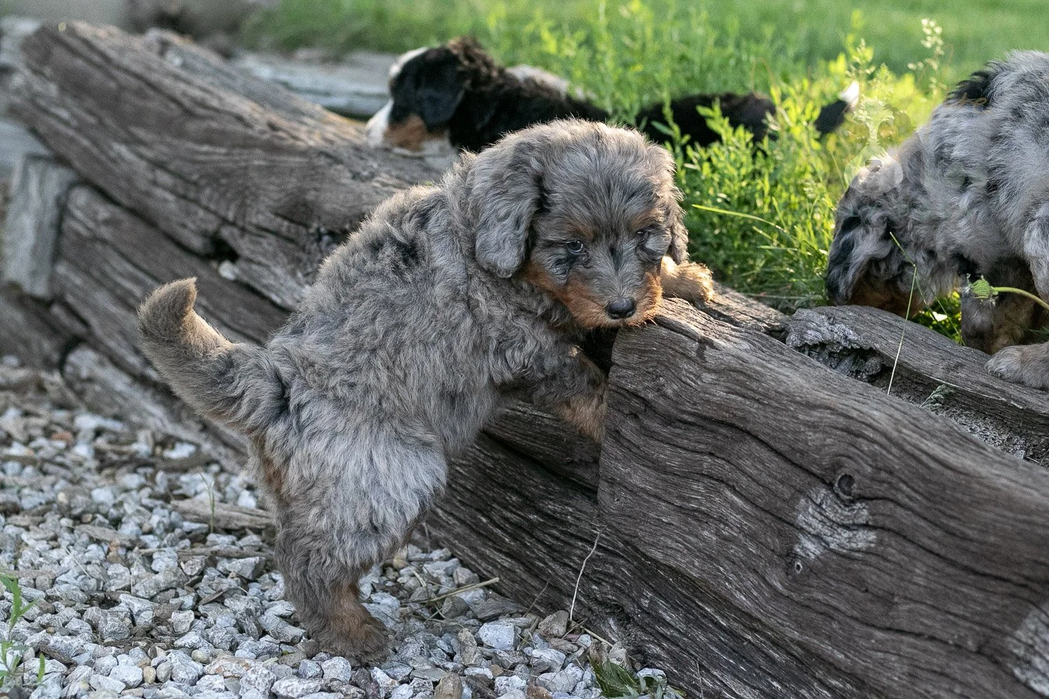 Flute Bernedoodle Puppy-9.jpg