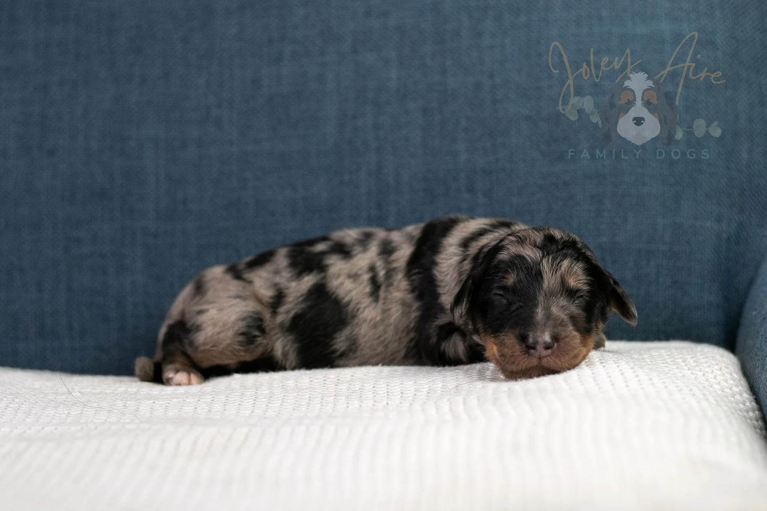 Adam Bernedoodle Puppy-35.jpg