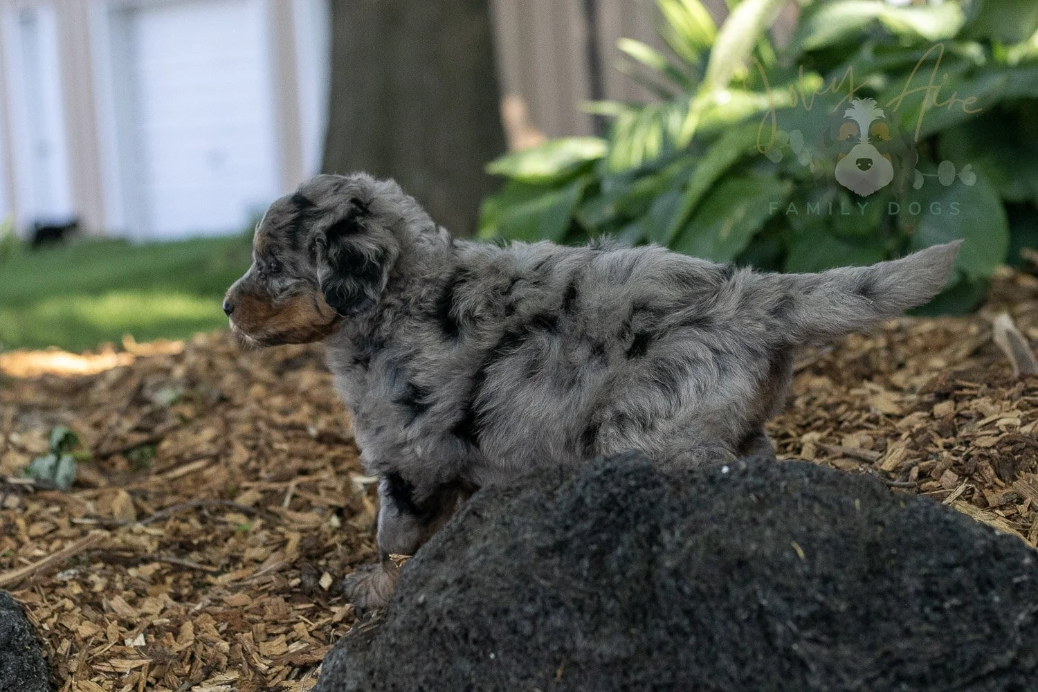 Ukulele Bernedoodle Puppy-16.jpg