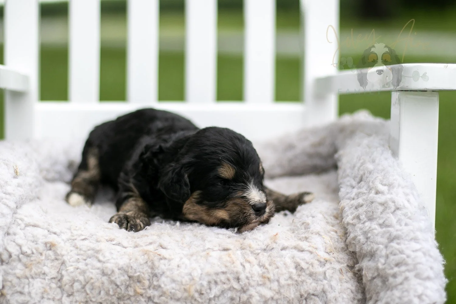 Da Vinci Bernedoodle Puppy-739.jpg