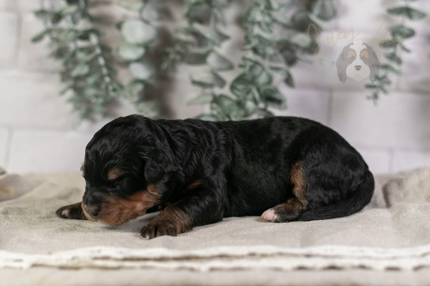 Guitar Bernedoodle Puppy-4.jpg