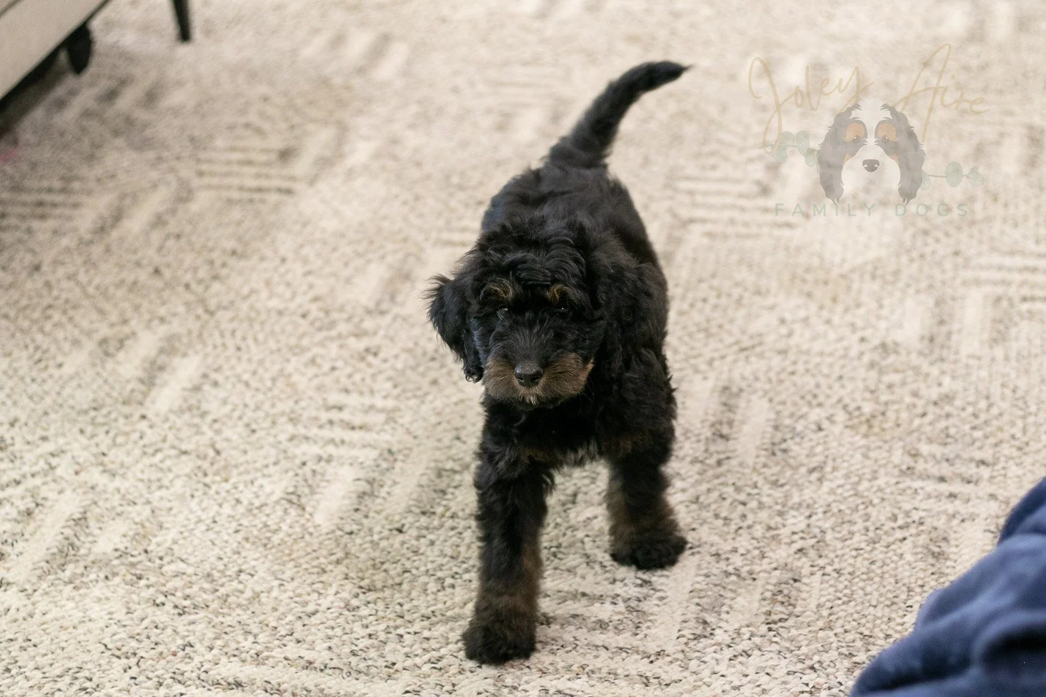 Olympic Bernedoodle Puppy-476.jpg