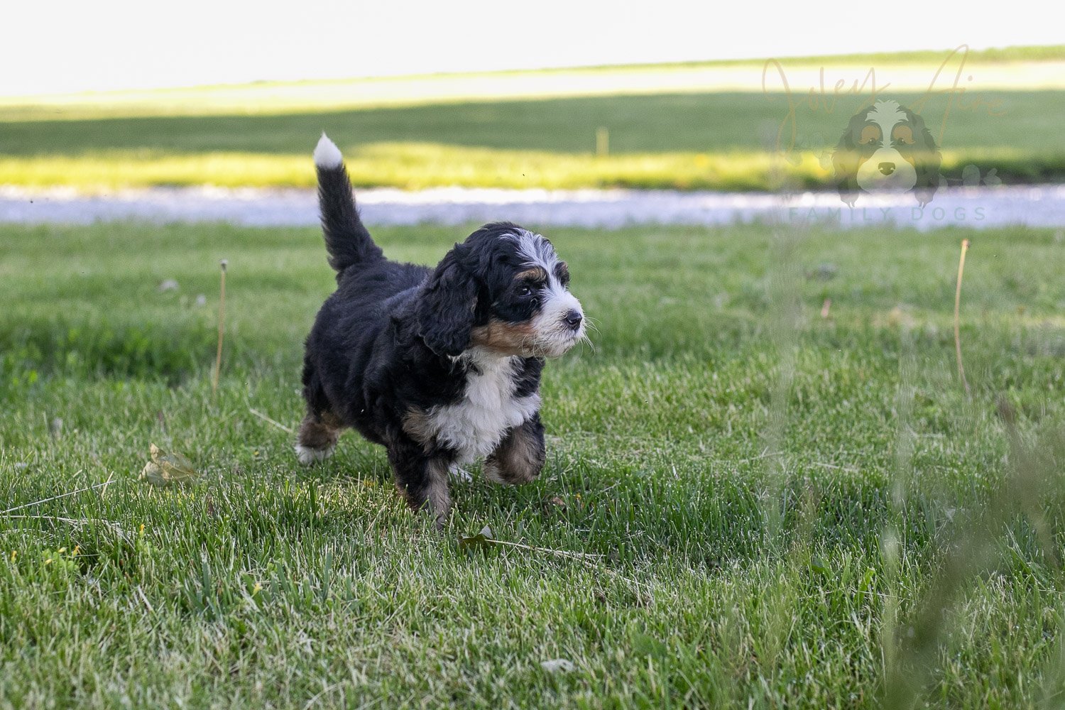 Trumpet Bernedoodle Puppy-16.jpg