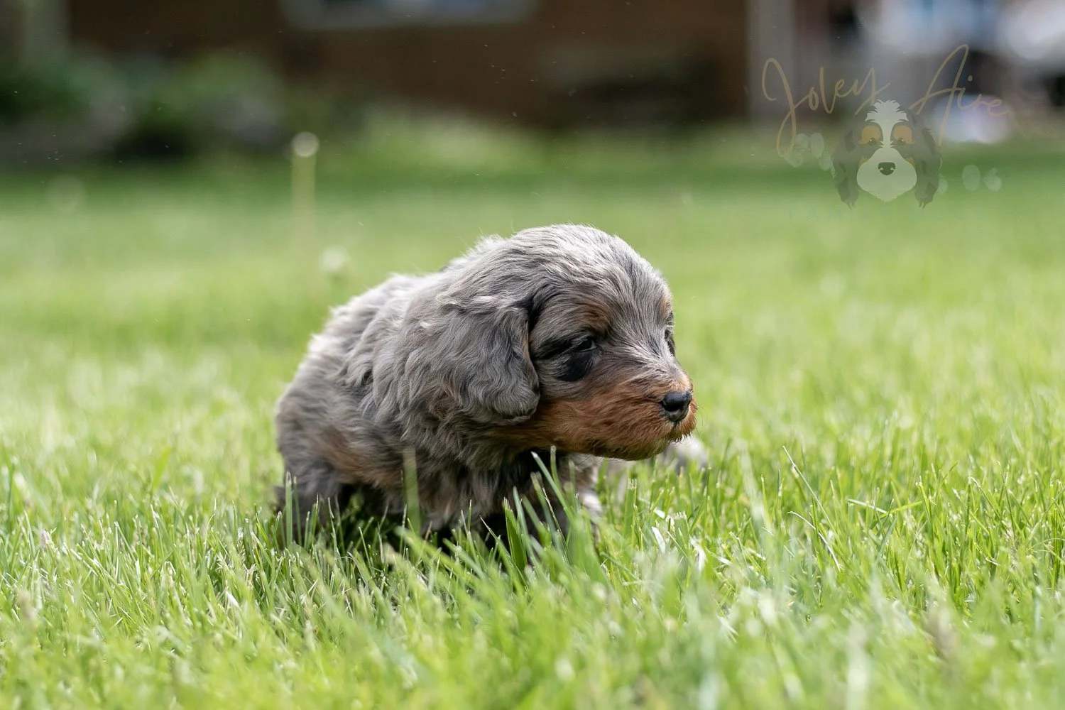 Flute Bernedoodle Puppy-36.jpg