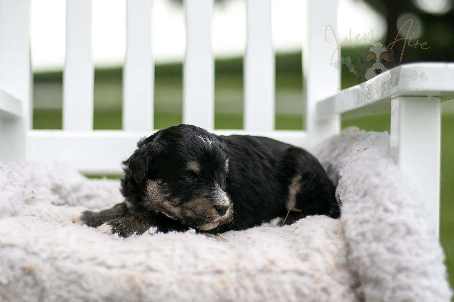Georgia O'Keefe Bernedoodle Puppy-686.jpg