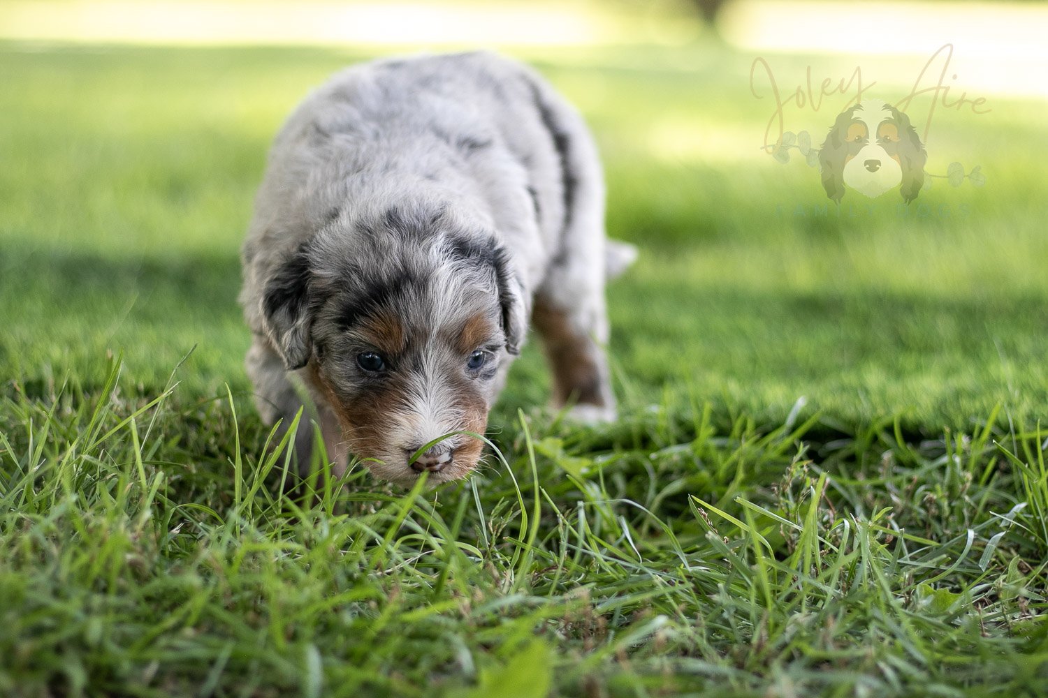 Rachel Lynde Bernedoodle Puppy-549.jpg