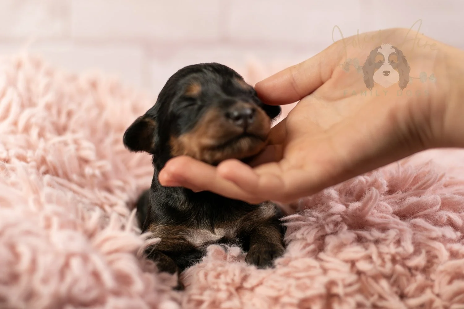 Mini Mae Bernedoodle Puppy-09.jpg