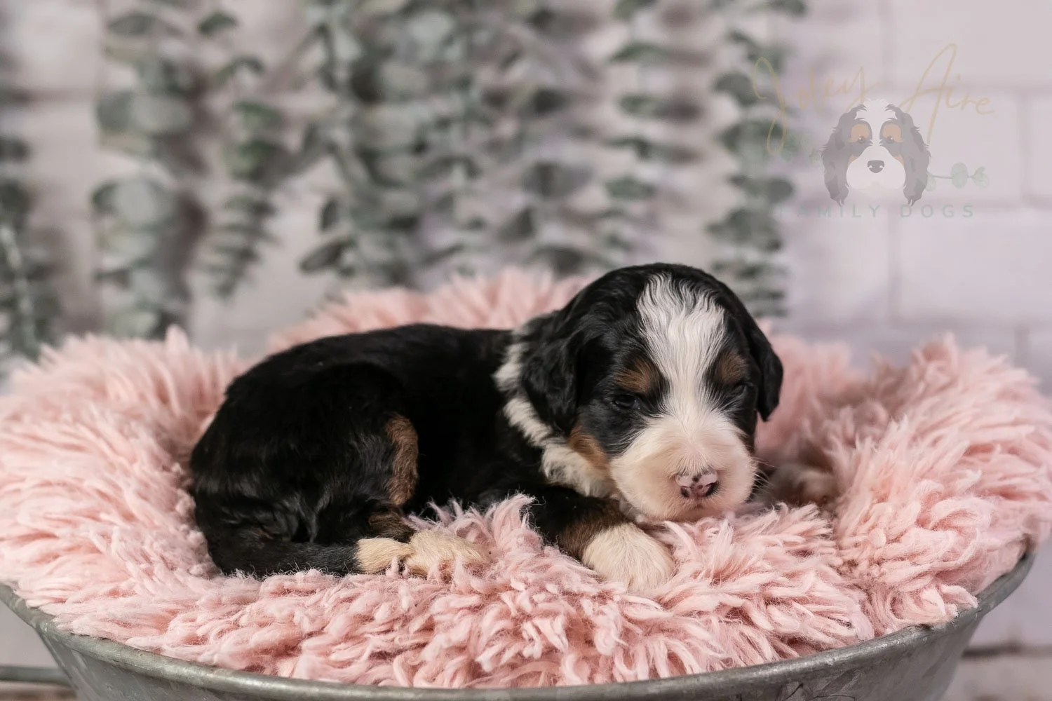 Harmonica Bernedoodle Puppy-28.jpg