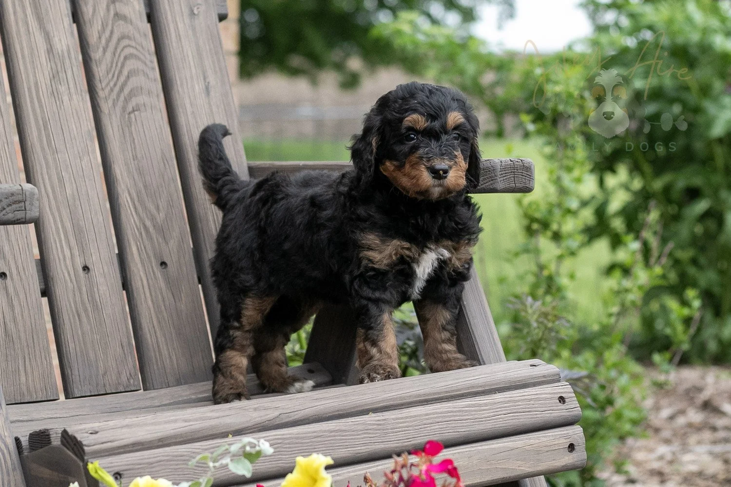 Banjo Bernedoodle Puppy-7.jpg