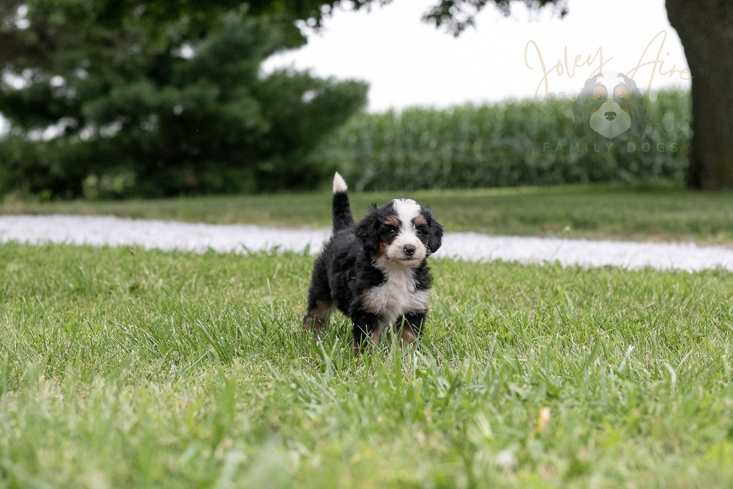 Anne Shirley Bernedoodle Puppy-107.jpg