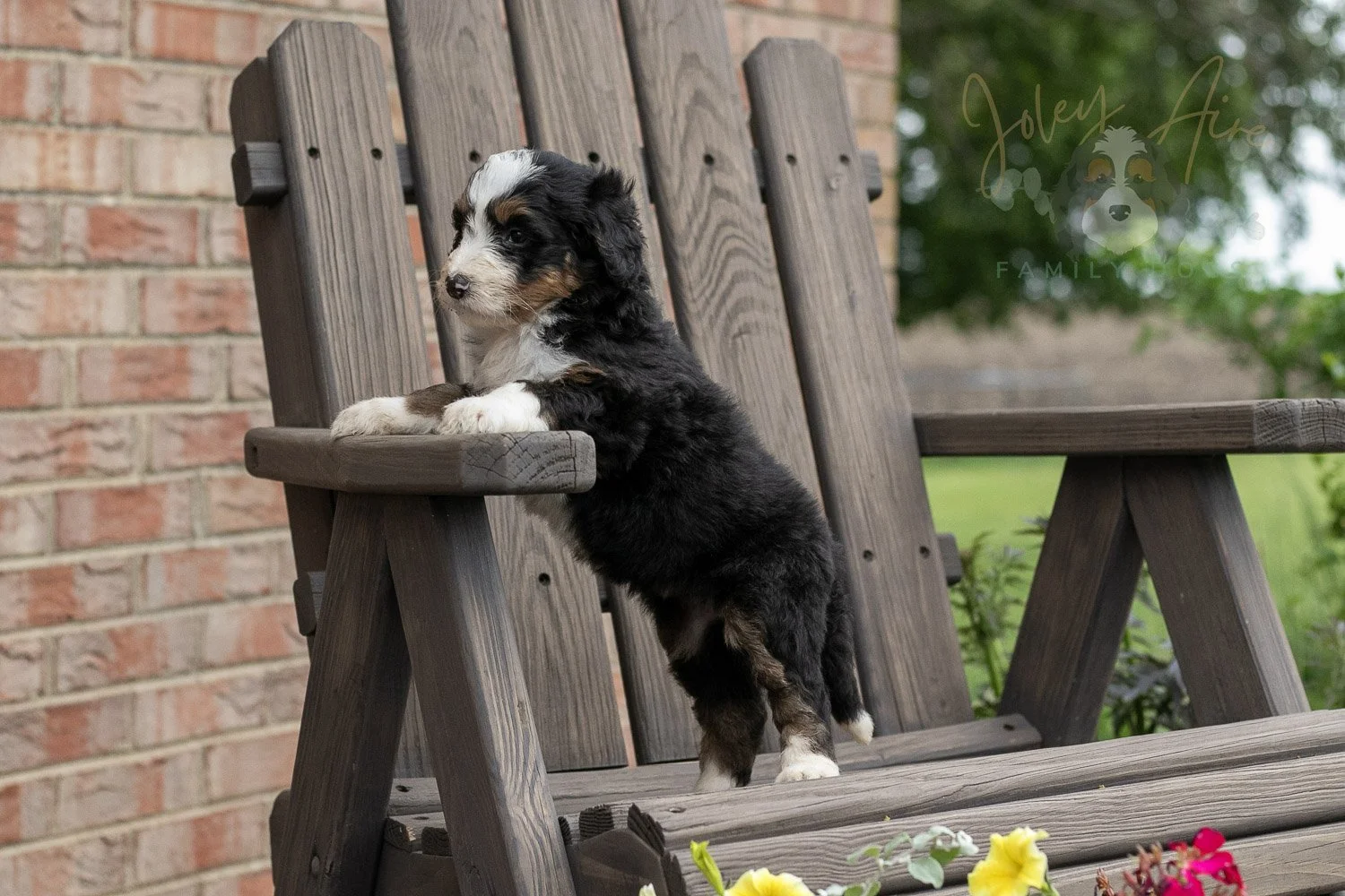 Harmonica Bernedoodle Puppy-19.jpg