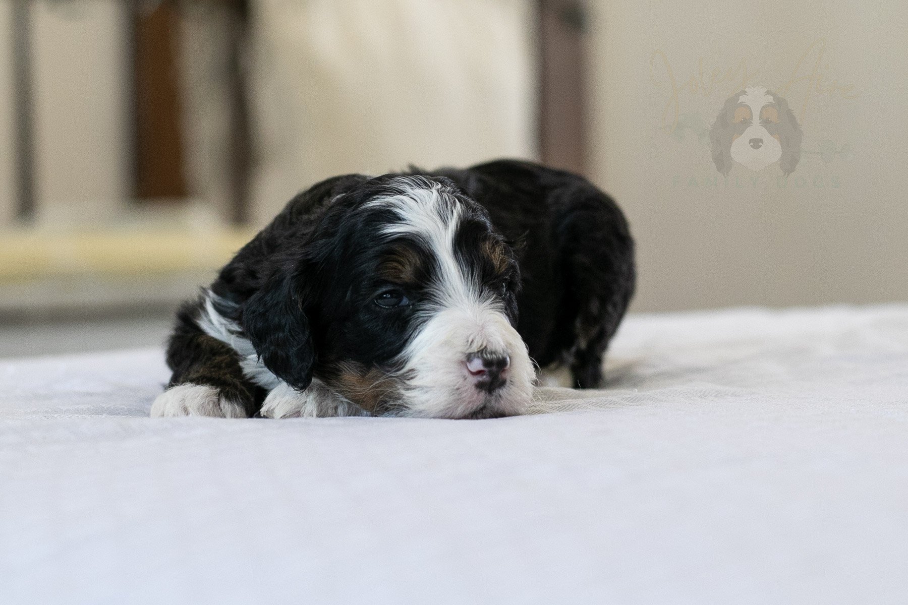 Belle  Bernedoodle Puppy-12.jpg