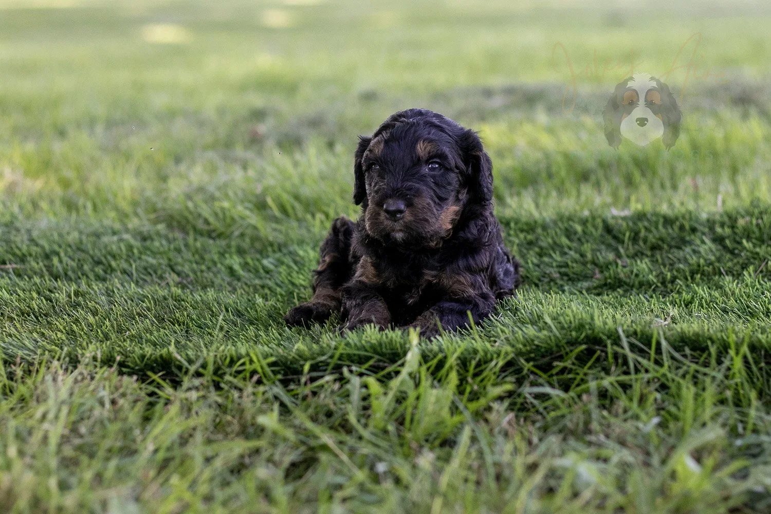 Bryce Bernedoodle Puppy-391.jpg