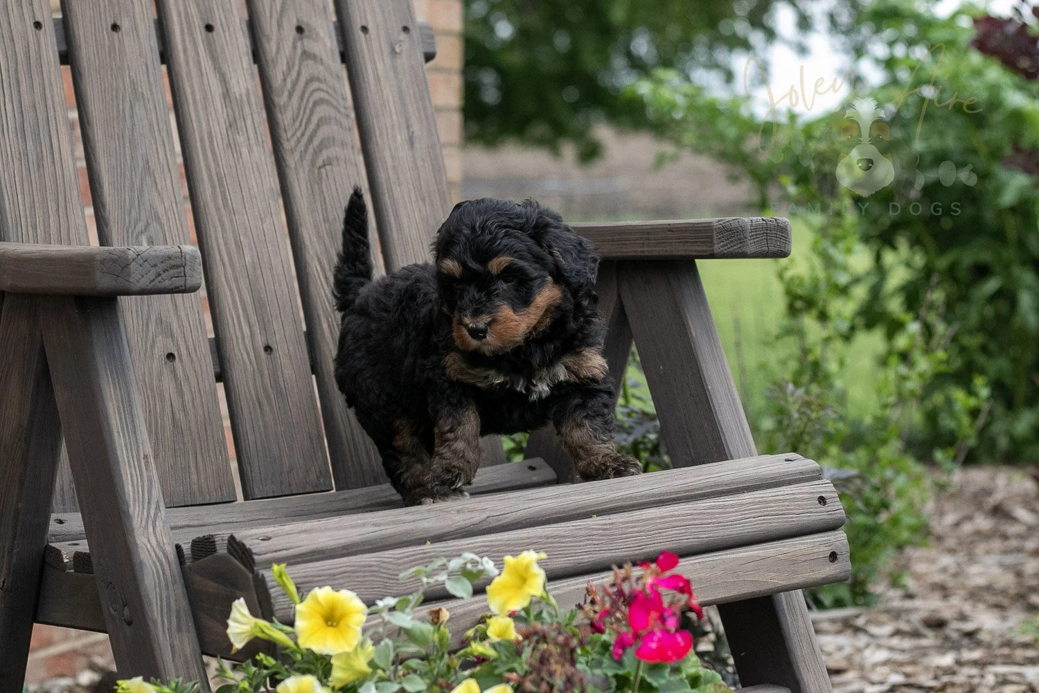 Guitar Bernedoodle Puppy-2.jpg