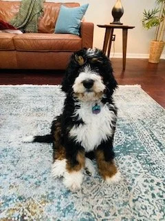 Fluffy black and white puppy sitting on a patterned rug in a living room with a leather sofa, pillows, and a plant.
