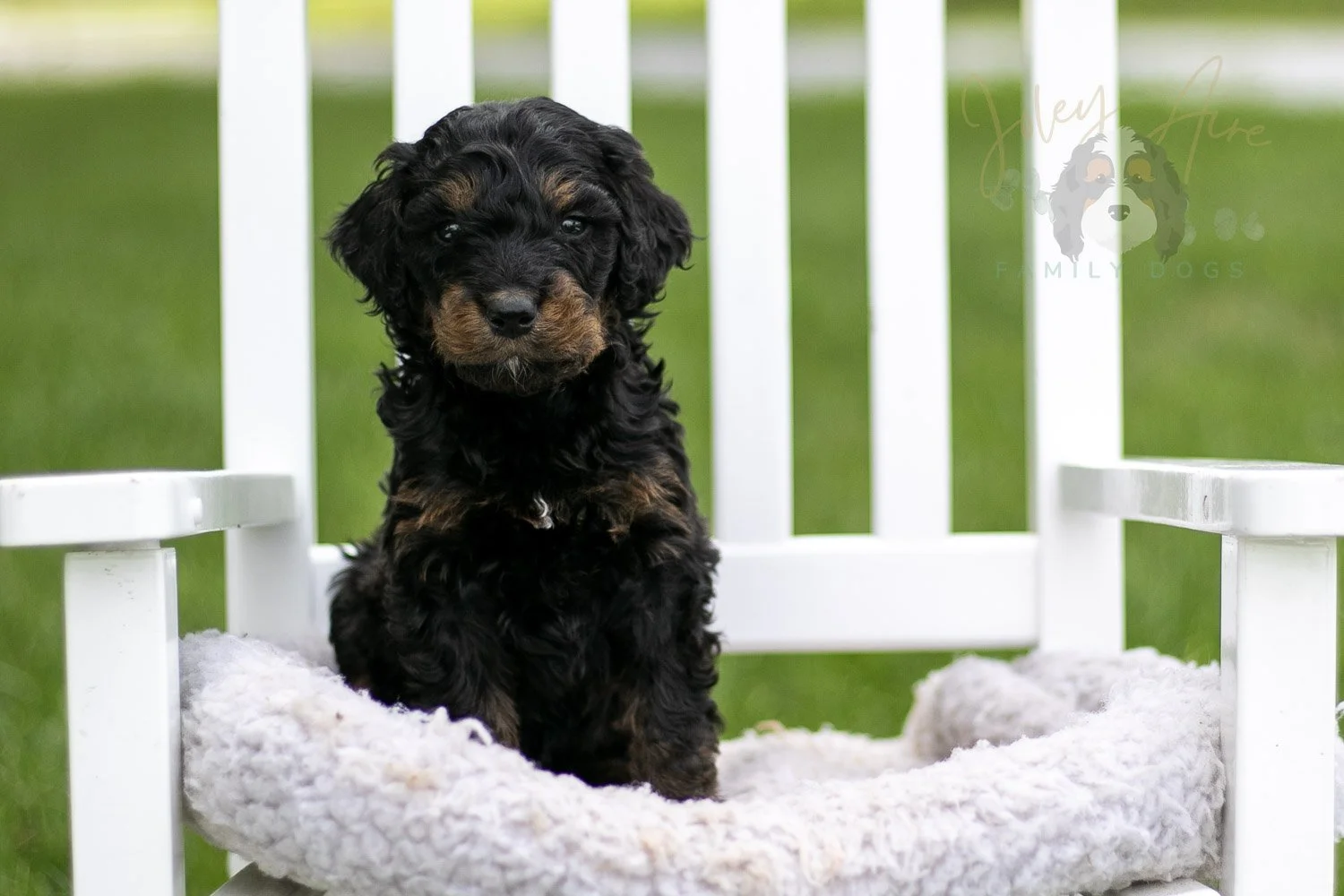 Bryce Bernedoodle Puppy-795.jpg