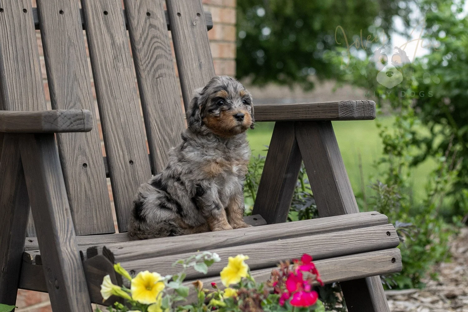 Ukulele Bernedoodle Puppy-12.jpg