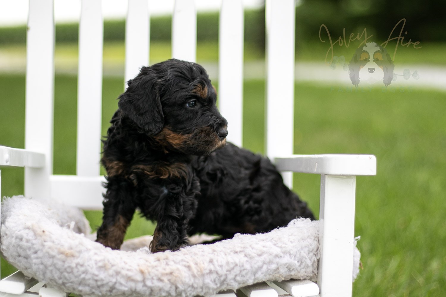 Denali Bernedoodle Puppy-850.jpg