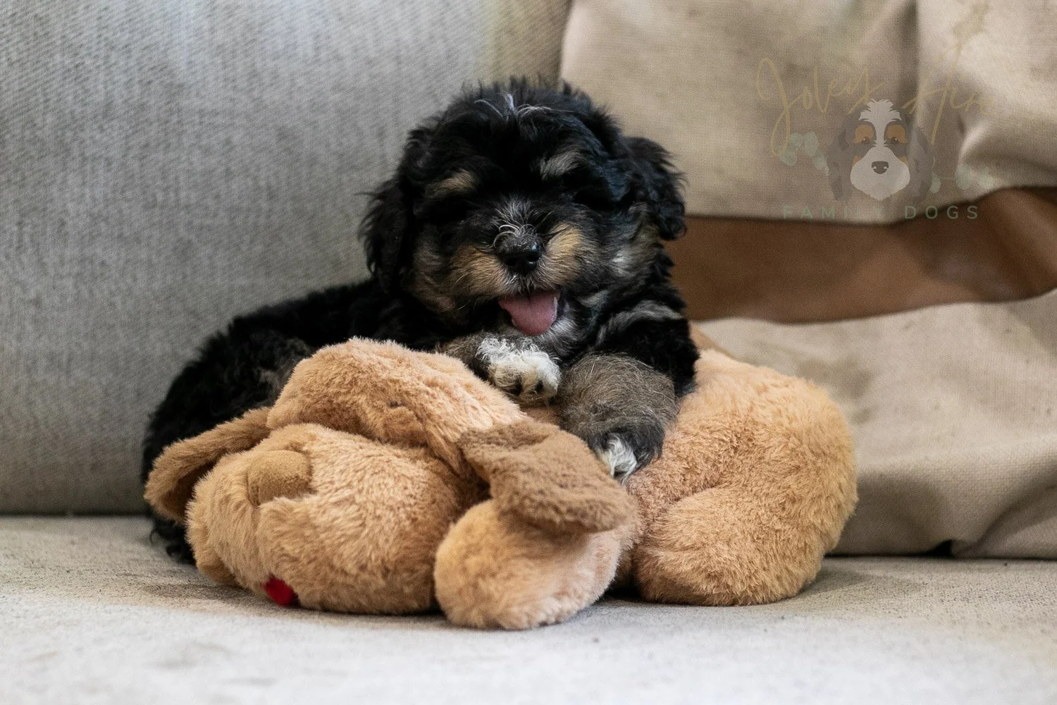 Georgia Bernedoodle Puppy-421.jpg