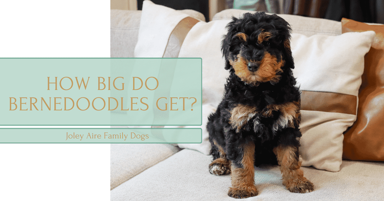 How big do Bernedoodles get? — Joley Aire