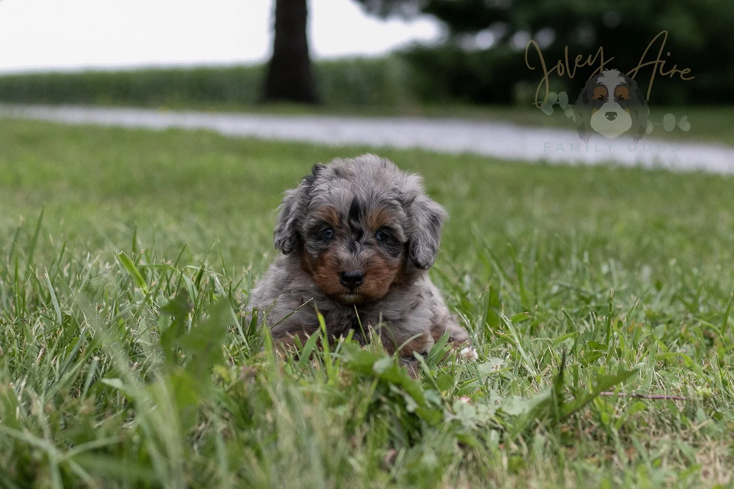 Marilla Cuthbert Bernedoodle Puppy-57.jpg