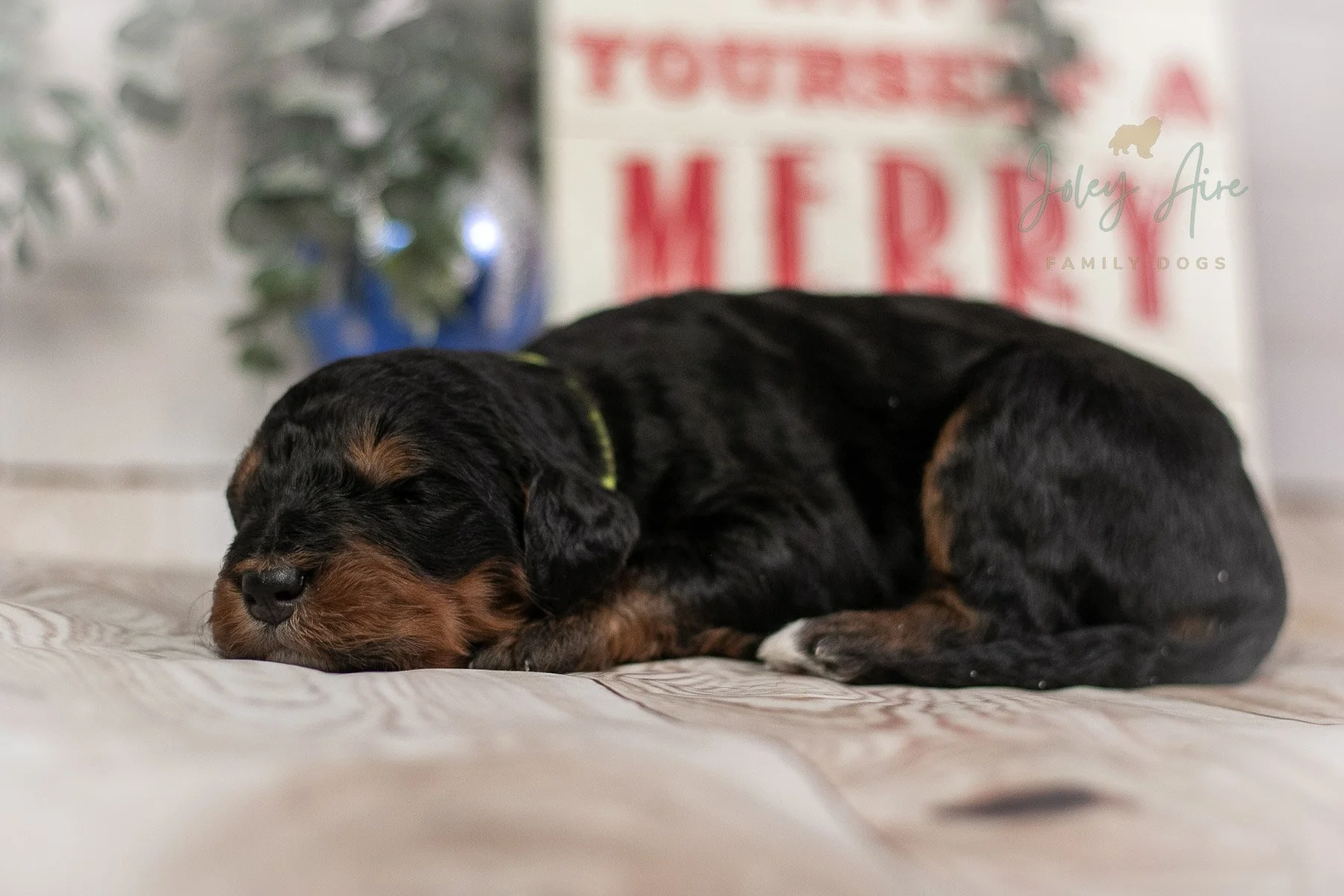 Kilimanjaro - Phantom Bernedoodle Puppy