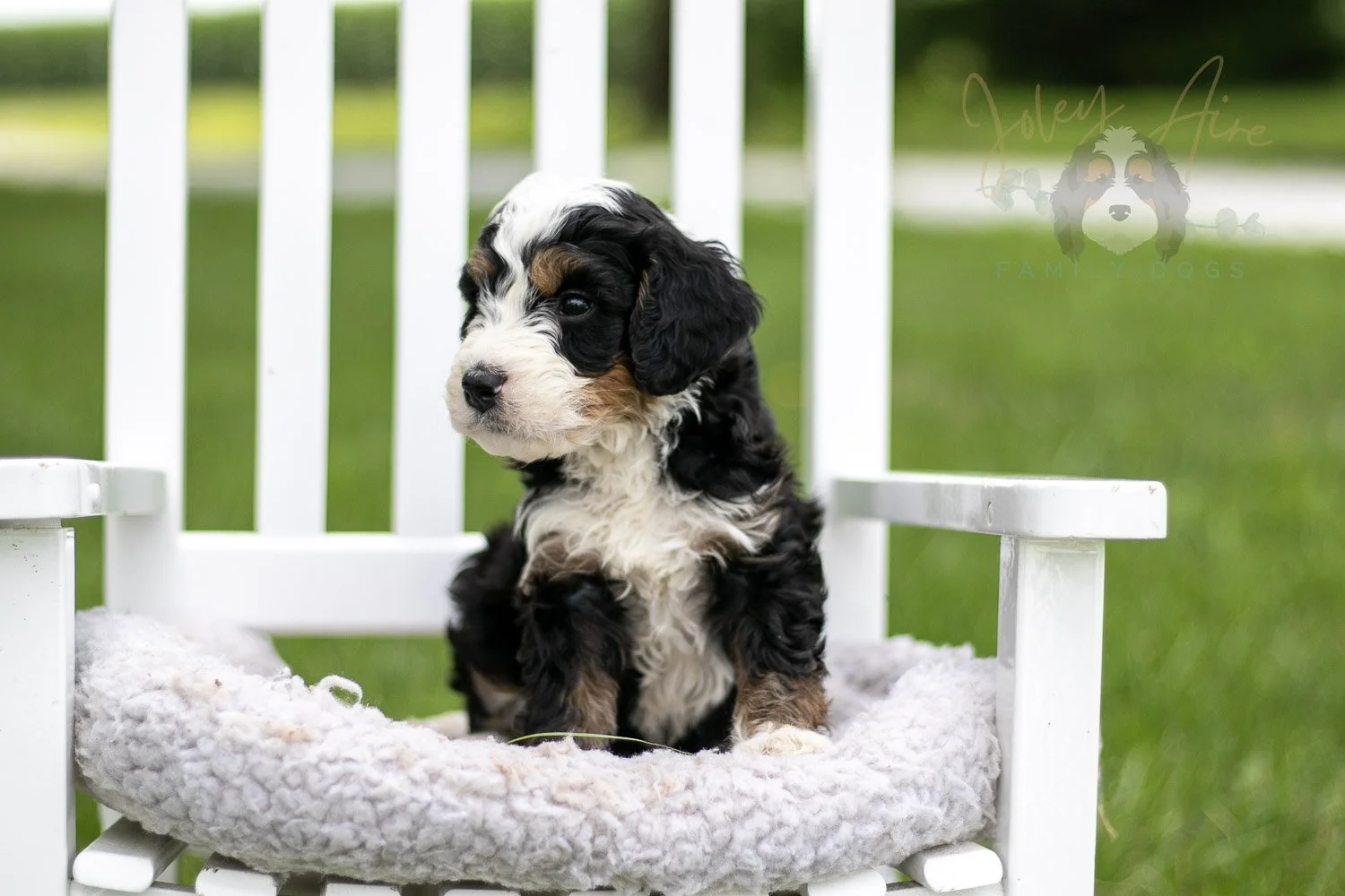 Yellowstone Bernedoodle Puppy-778.jpg