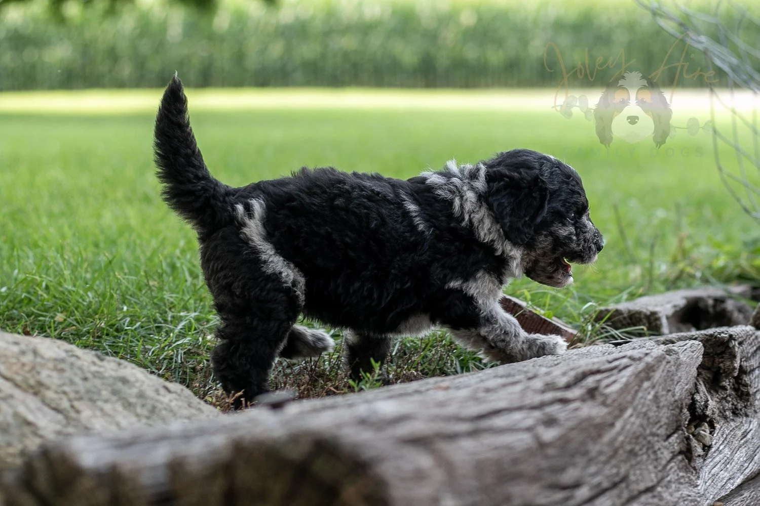 Bob Ross Bernedoodle Puppy-145.jpg