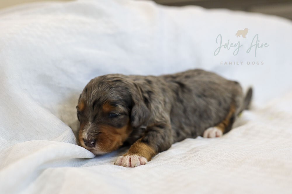 Picks for Suki's litter are done and the remaining available puppies are Ladybug, Appaloosa, and Giraffe! These sweet F1b Bernedoodle puppies will be around 40 to 50 lbs as adults and are ready to leave on January 31st.

What a fun way to start the n