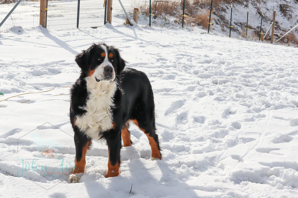 One of our retired Bernese Mountain Dog moms is ready for a family of her own. She's very sweet, great with kids, and is looking forward to a long, happy retirement.