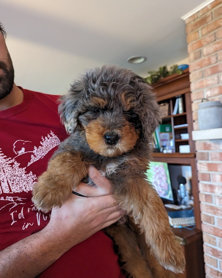 Due to no fault of his own, Ross had to come back to us and is in need of a new home. He is 9 weeks old, from Minka's litter of F1B Bernedoodles, and sweet as can be.

Message me for more information.