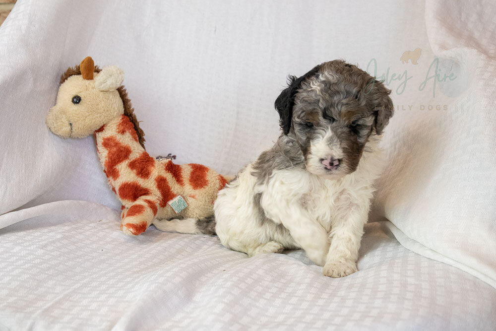 The only boy in the litter, Giraffe, has found his forever home! Congratulations to his new family!

He has one sister (who looks very similar to him) who is still available. She'll be ready to leave on January 31st! Check out our website to see more