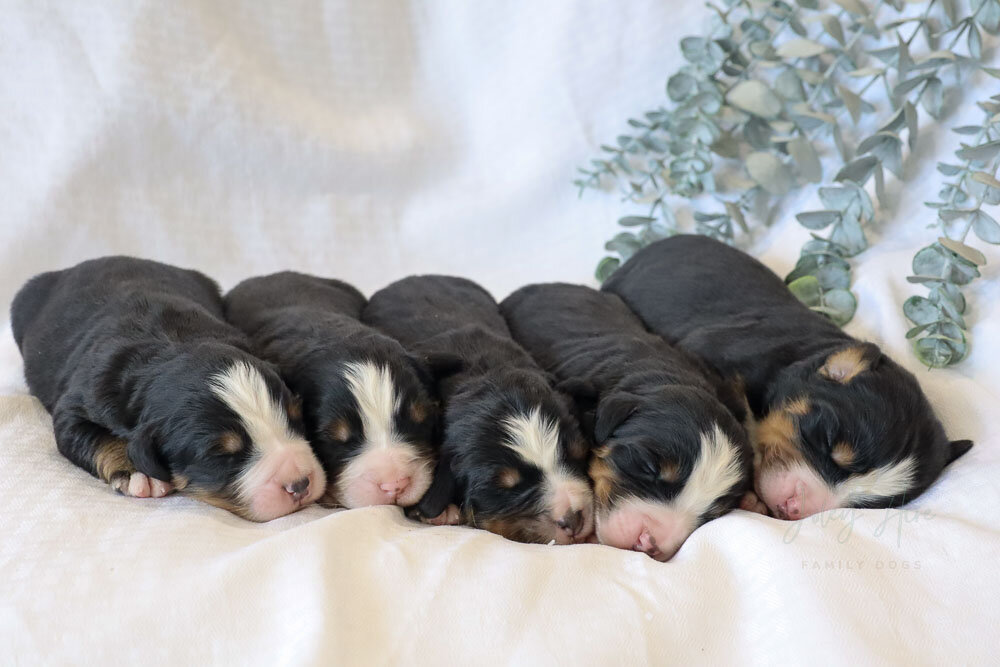 This weekend was a busy one! We had two new litters born - a Bernedoodle litter and a Bernese Mountain Dog litter. I'm working on uploading pictures and updating the website, so it might be a few days before I get more information out, but I couldn't