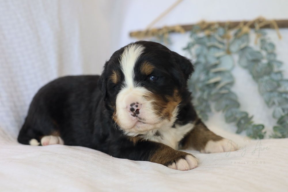 At 3 weeks old, the Bernese Mountain Dog puppies are doing great! We love these chunky puppies!
Four of these guys are still available. Visit our website for more pictures and information: joleyaire.com

 #bernesemountaindog #bernesemountaindogs #ber
