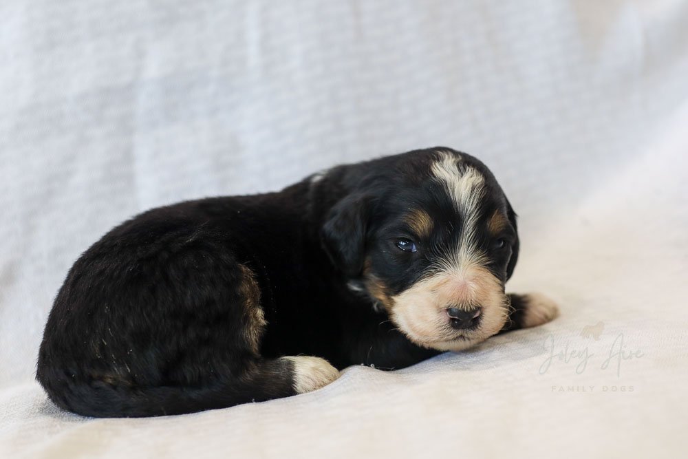 The Cereal Litter are 3 weeks old and getting cuter every day! We love these Bernedoodle puppies!

This litter is pending waiting list picks on 5/2. After that, we'll know if any are available.

 #bernedoodlepuppyofinstagram #bernedoodlepuppyforadopt