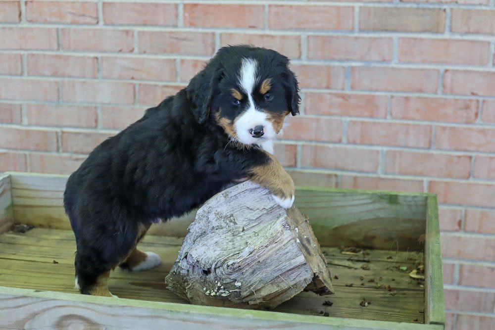 Hate throwing out that last bite of chicken when you&rsquo;re too full to finish your plate?  You&rsquo;re in luck! Aslan is the solution - he is always hungry and ready to help you finish off that last bite.  This boy must have a hollow leg because 