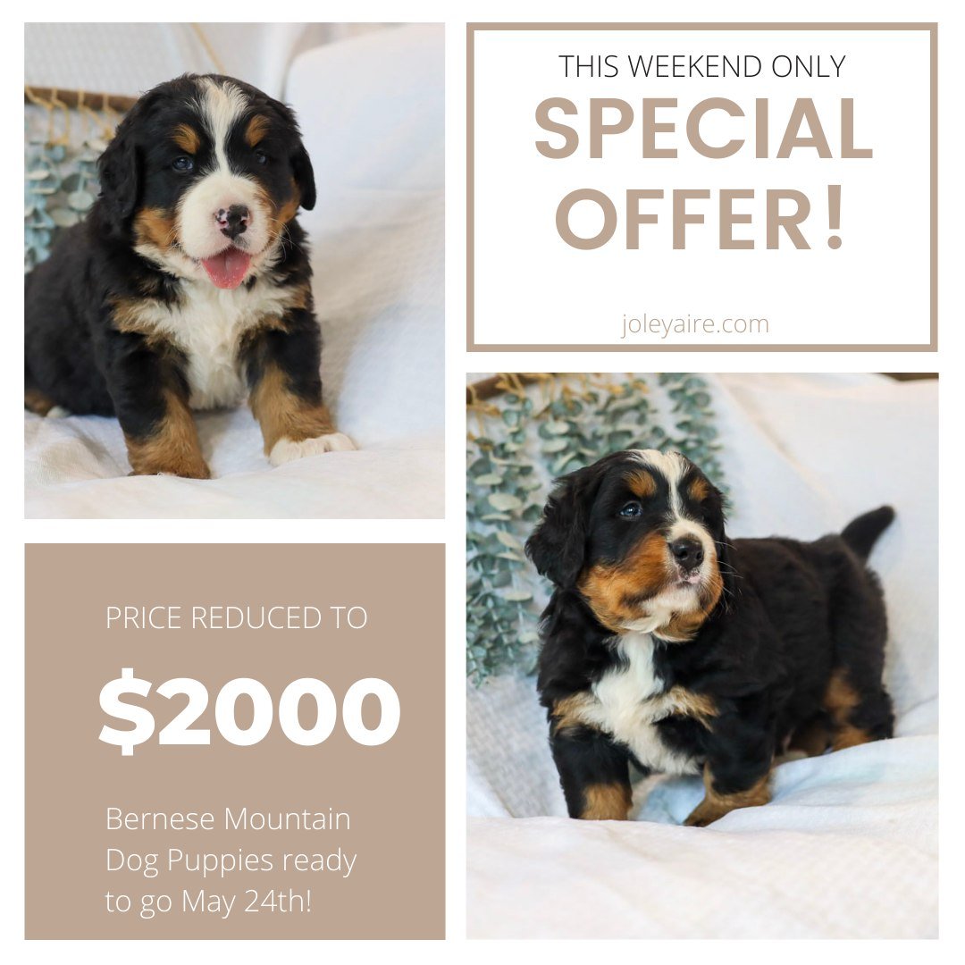 I was going to have a Mother's Day sale and totally forgot! Instead, we'll just have a random Spring Weekend sale on our available Bernese Mountain Dog puppies.

These puppies would have made the perfect Mother's Day gift! These gentle giants love ki