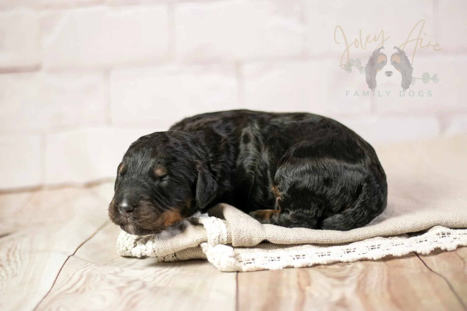Acadia Bernedoodle Puppy-144.jpg