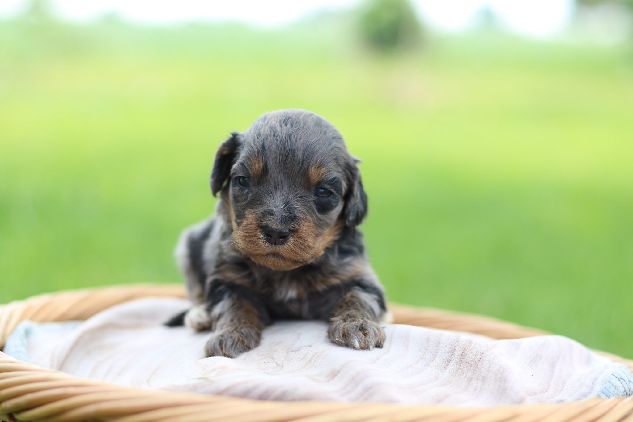 🐾 NEW PUPPY PICS ARE UP! 🐾

Our precious Bernedoodle babies are growing so fast! 📸 Fresh photos of our 3-week-old and 2-week-old puppies are now live on our website: https://joleyaire.com/current-litters

This week's exciting milestones:
✨ 3-week-