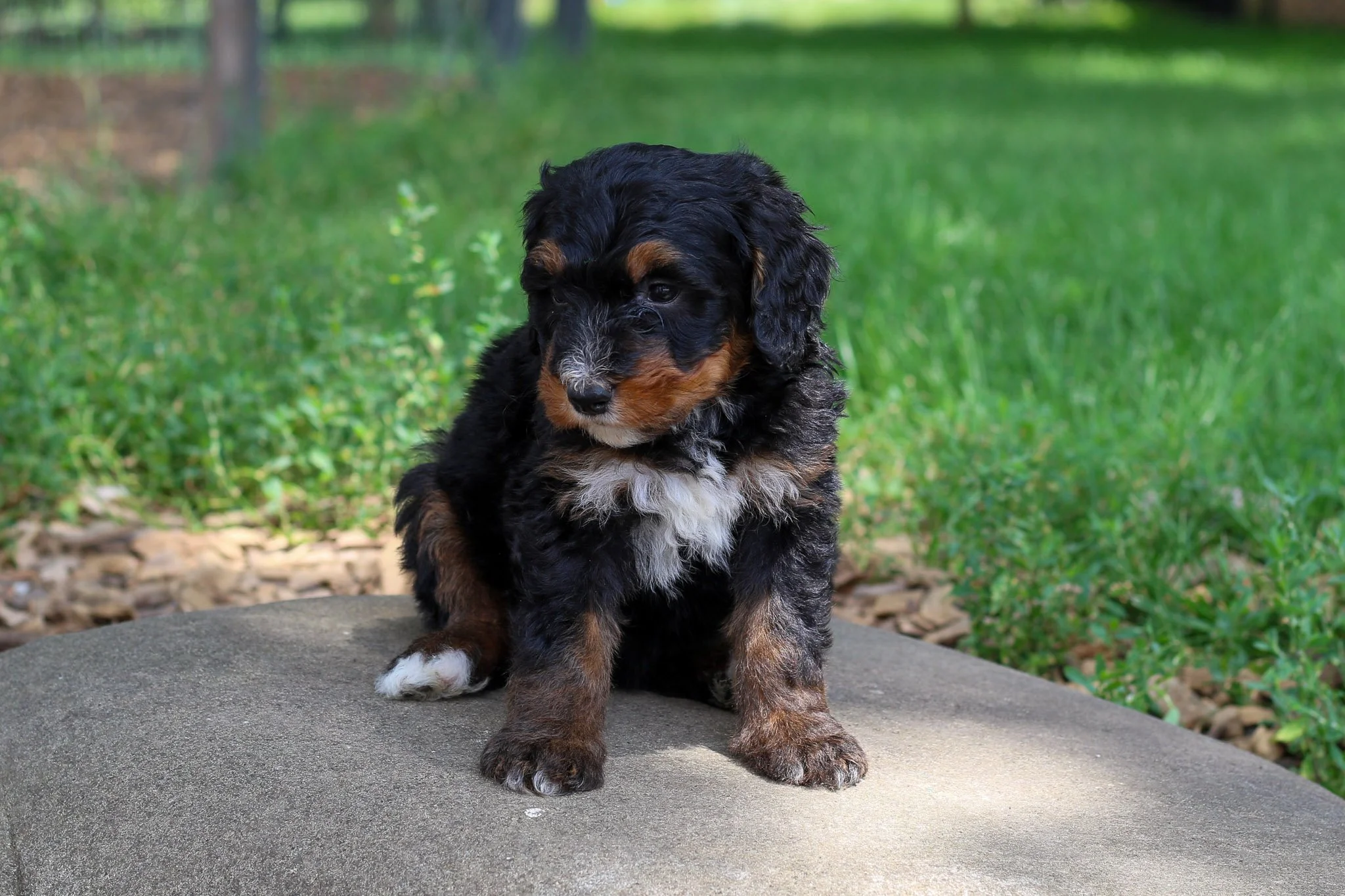 😄 Meet &quot;Silly Sage&quot;! Our kids nicknamed her perfectly - this outgoing little girl has adorable antics that always make everyone laugh. Whether she's tumbling with toys, getting into harmless puppy mischief, or just being her charming, goof