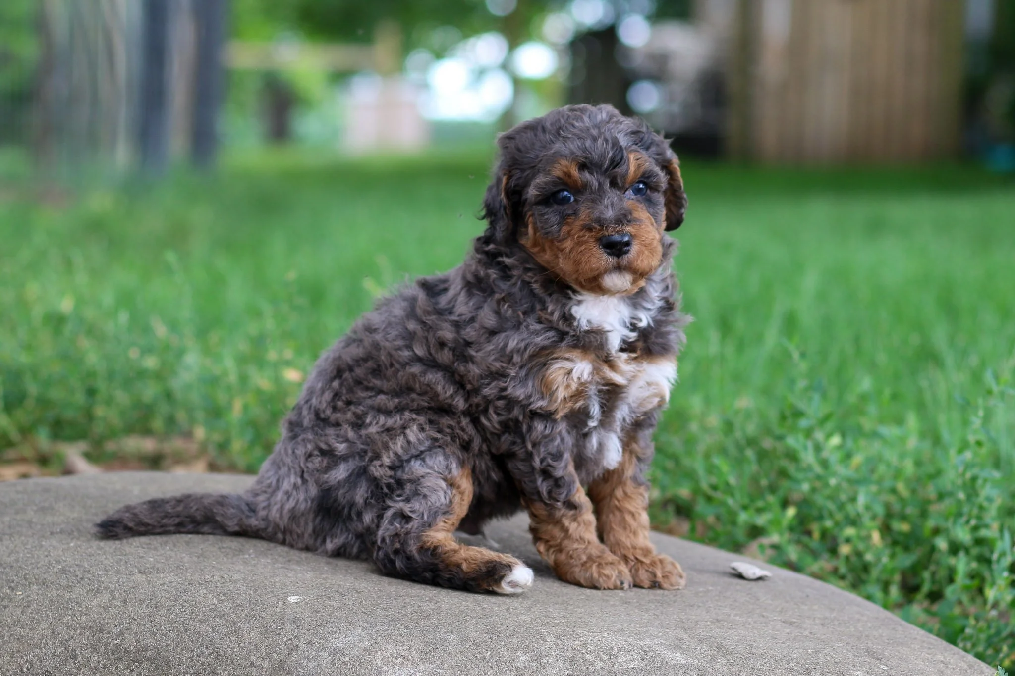 💕 Meet Tuesday, our sweet snuggle bug! This precious boy is quite vocal and wears his heart on his sleeve. He can feel a little insecure in new situations, but what he lacks in confidence, he makes up for in pure love and affection. You'll find Tues