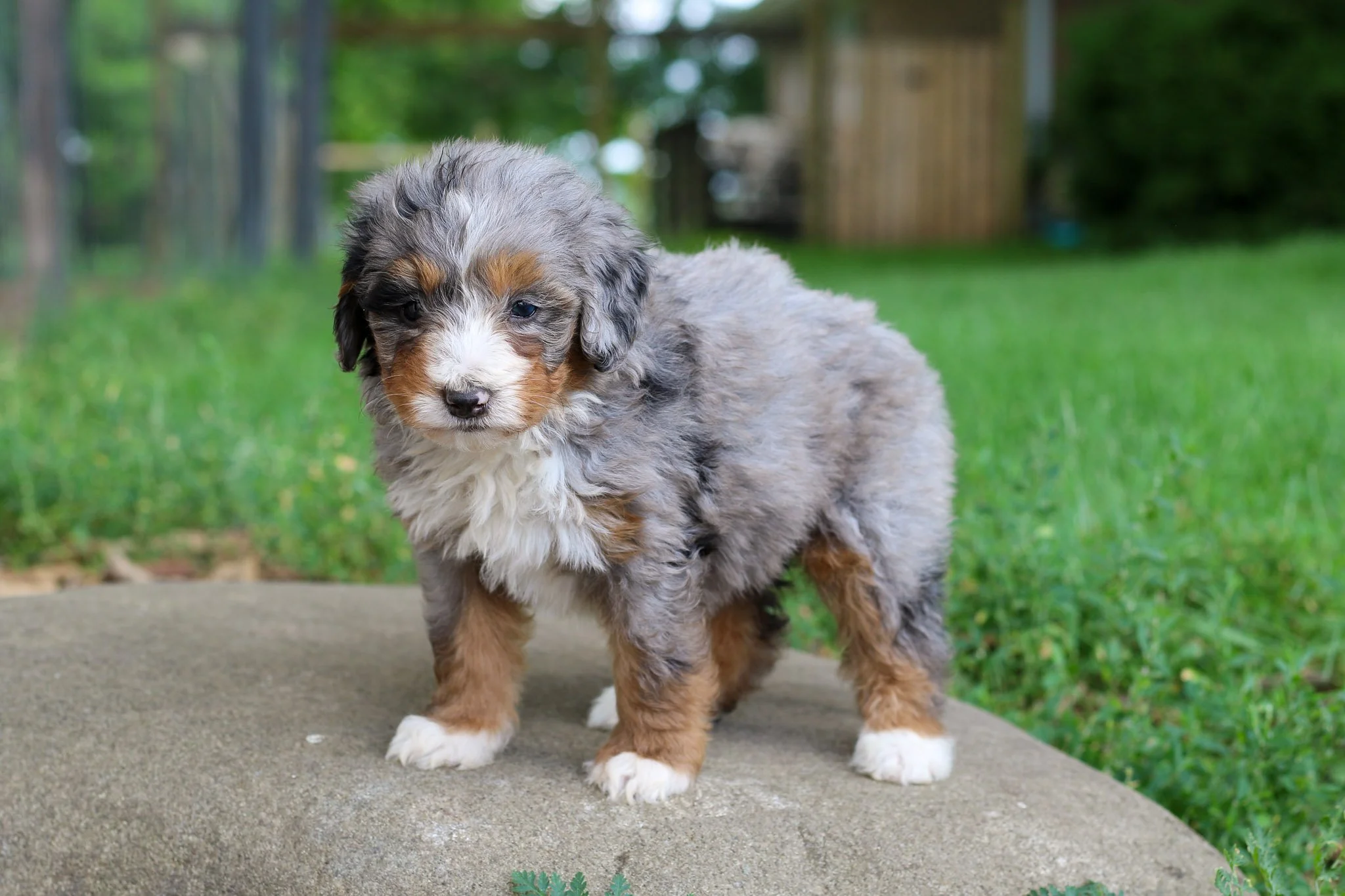 ☀️ Meet Saffron, pure sunshine in puppy form! This sweet girl is always happy with a tail that seems to have a mind of its own - constantly wagging! Her perky, loving temperament and infectious joy radiates from her little personality. Saffron finds 
