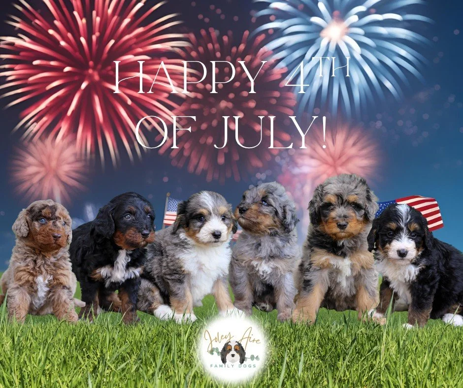 🎇 4th of July Safety Tips for Your Furry Family Members! 🎇

As we celebrate our nation's independence, let's keep our four-legged family members safe and comfortable:

&bull; Create a quiet, safe space away from fireworks
&bull; Keep them indoors d